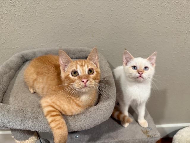 Tasha, a Adopted mixed breed in Crossville, TN image 3/3