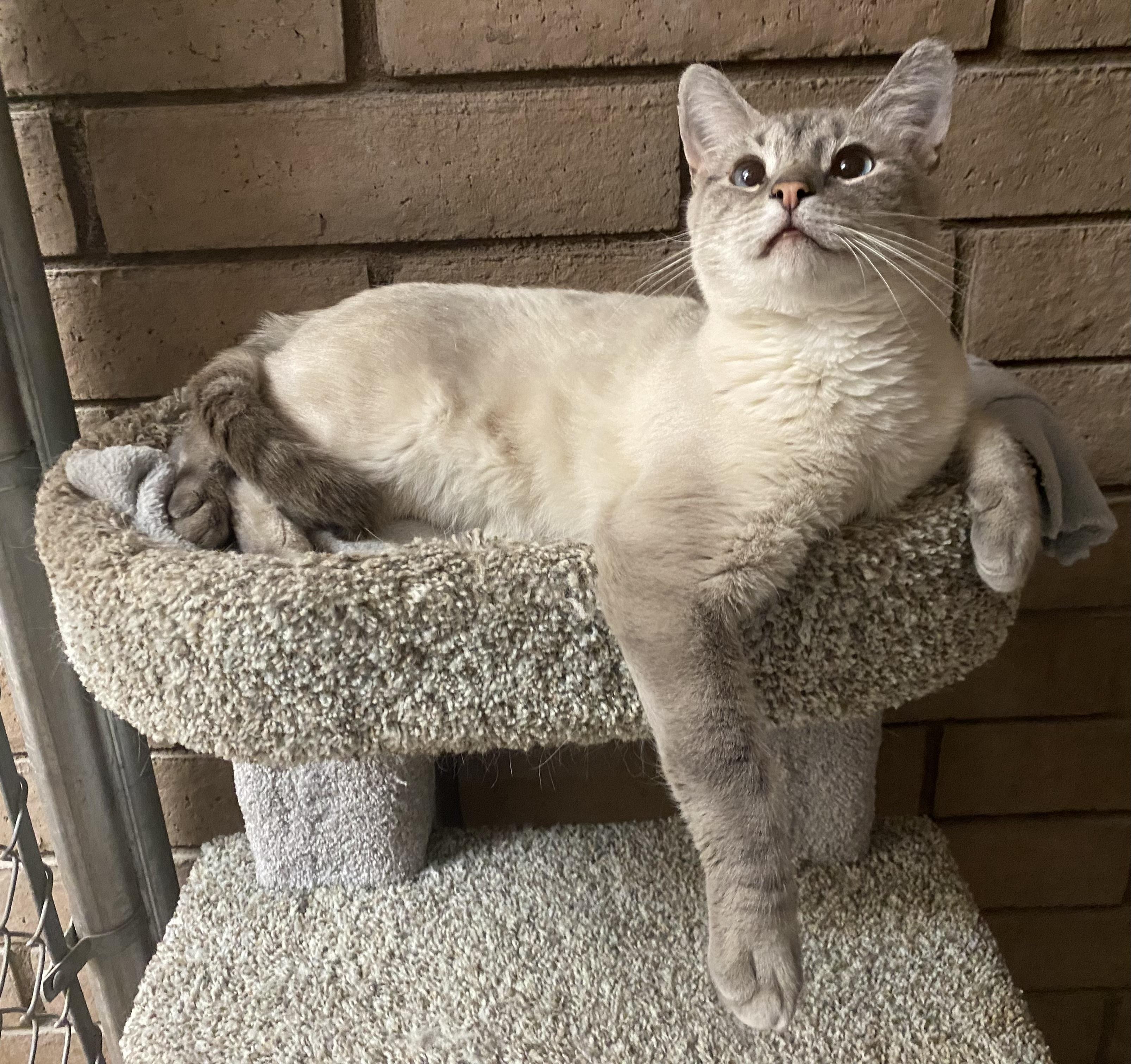 Enlarge Perdomo, a Adopted mixed breed in Phoenix, AZ image 1/3