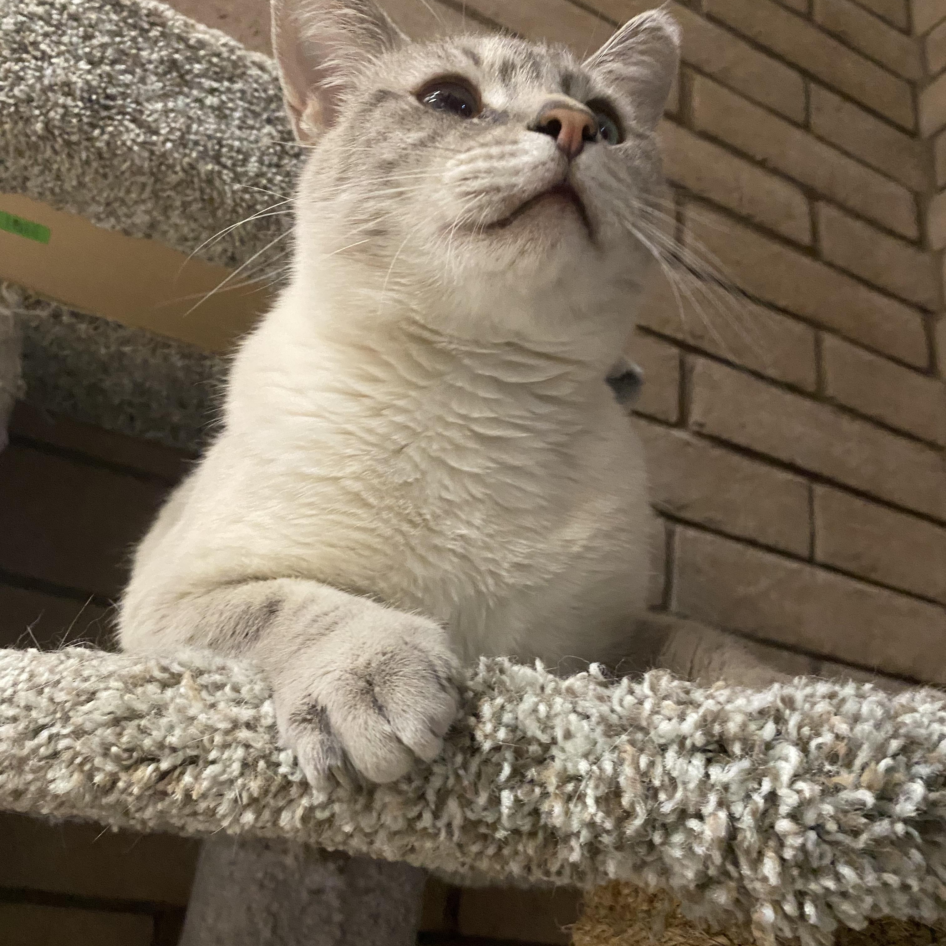 Enlarge Perdomo, a Adopted mixed breed in Phoenix, AZ image 3/3