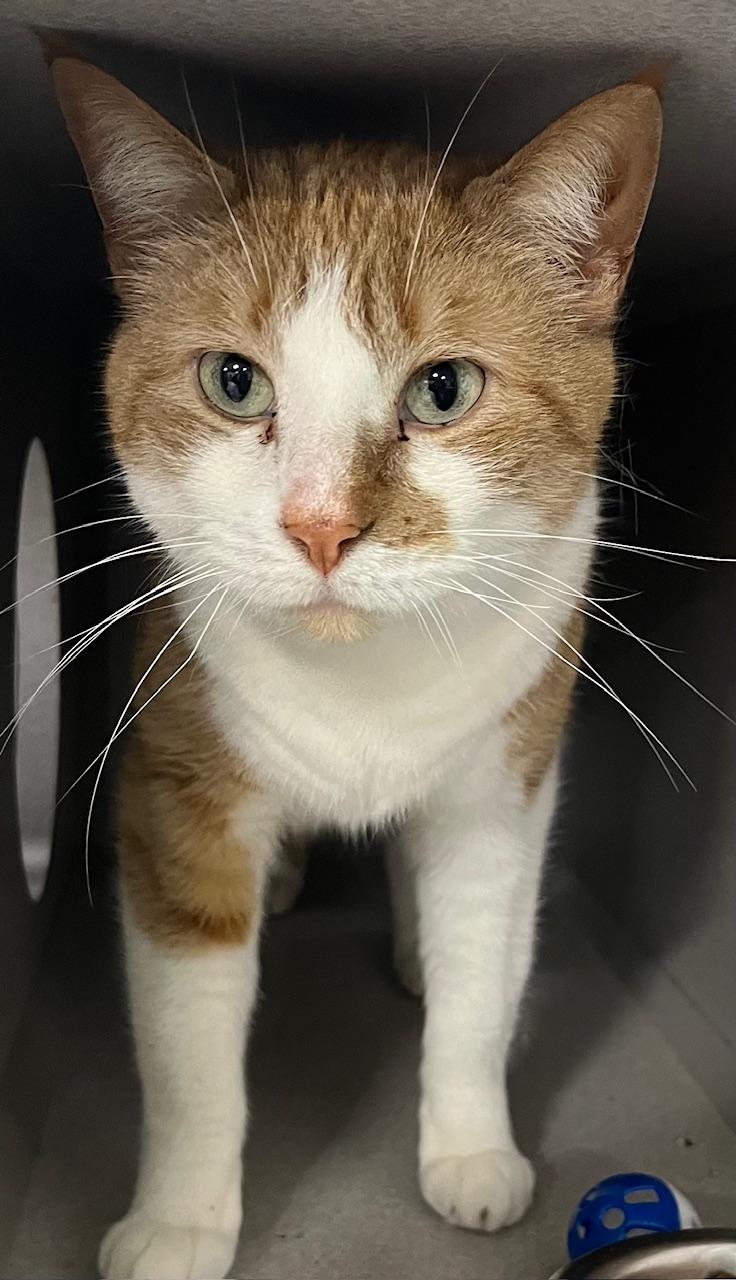 Enlarge Joy, a ADOPTABLE Domestic Short Hair in Webster City, IA image 1/1