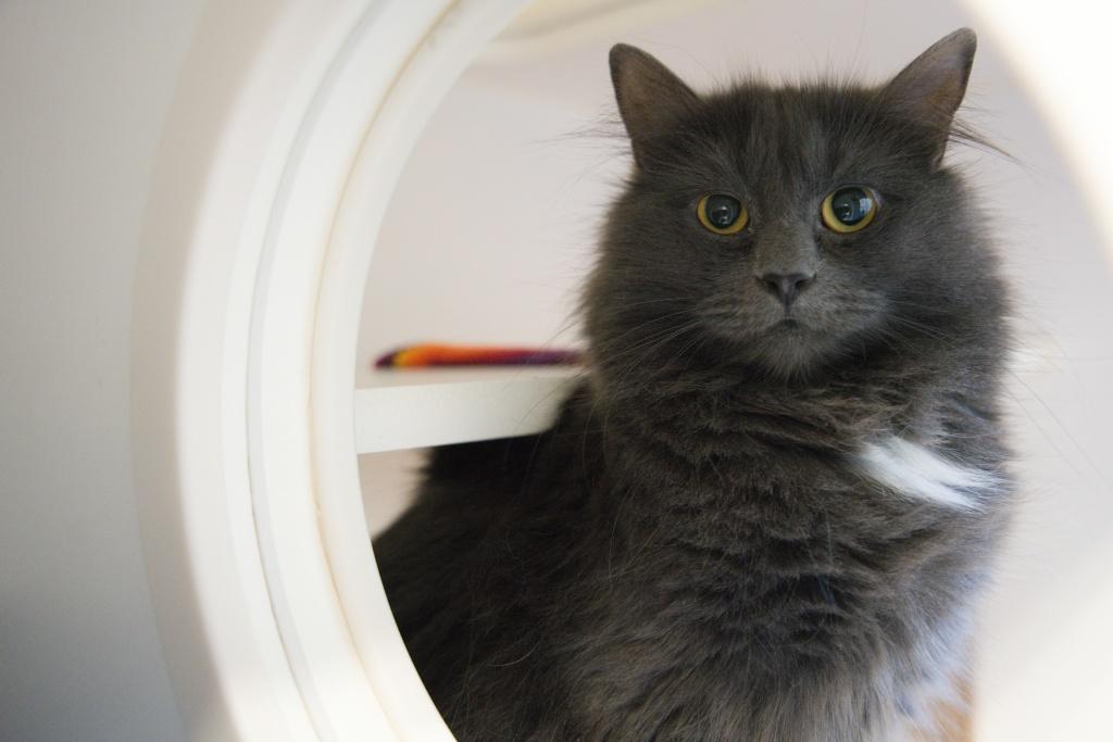 Enlarge Kitty and Olive, an adopted mixed breed in Bellingham, WA image 6/6