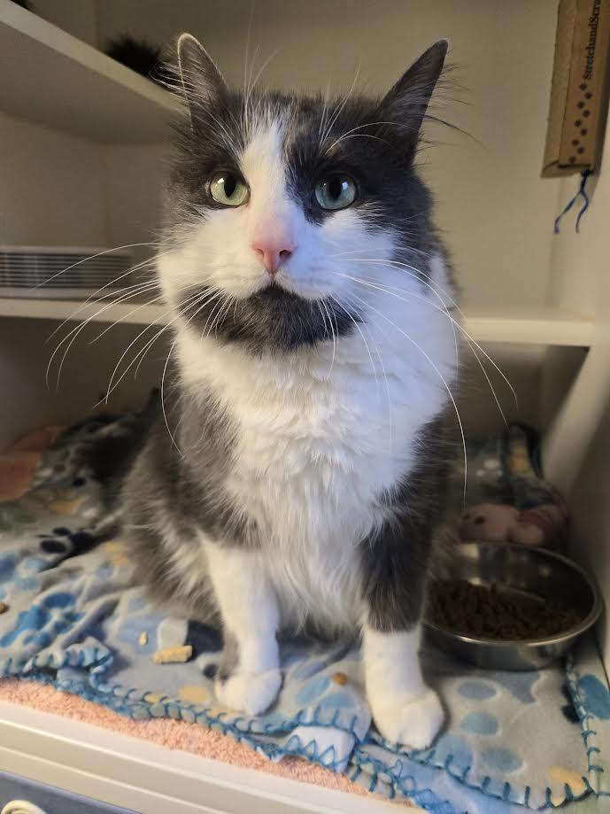 Enlarge Kitty and Olive, a ADOPTABLE mixed breed in Bellingham, WA image 2/5