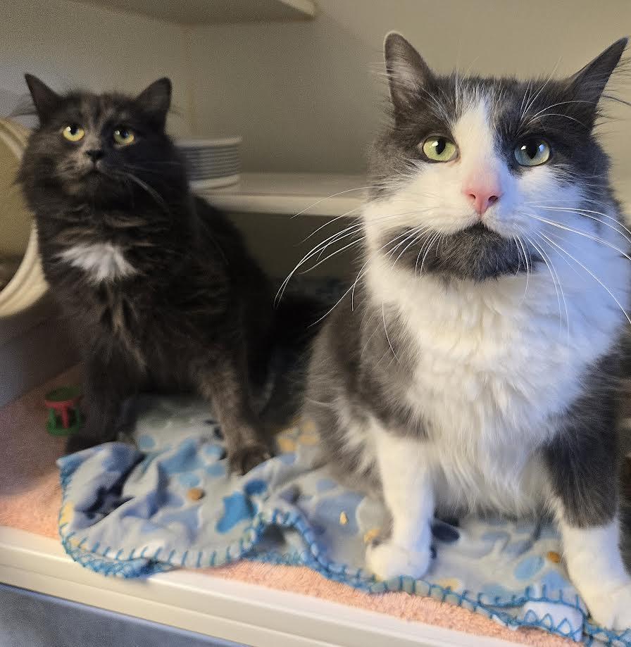 Enlarge Kitty and Olive, a ADOPTABLE mixed breed in Bellingham, WA image 1/5