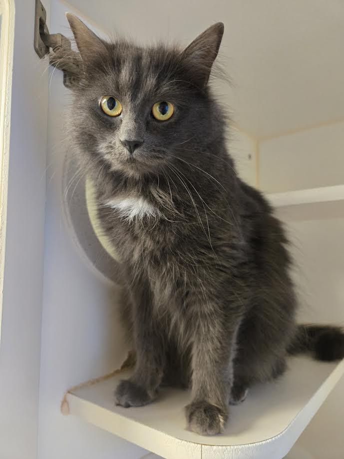 Enlarge Kitty and Olive, a ADOPTABLE mixed breed in Bellingham, WA image 3/5