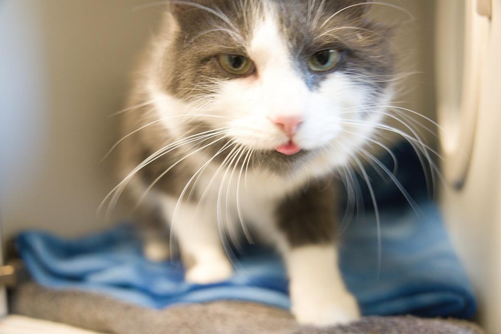 Enlarge Kitty and Olive, an adopted mixed breed in Bellingham, WA image 5/6