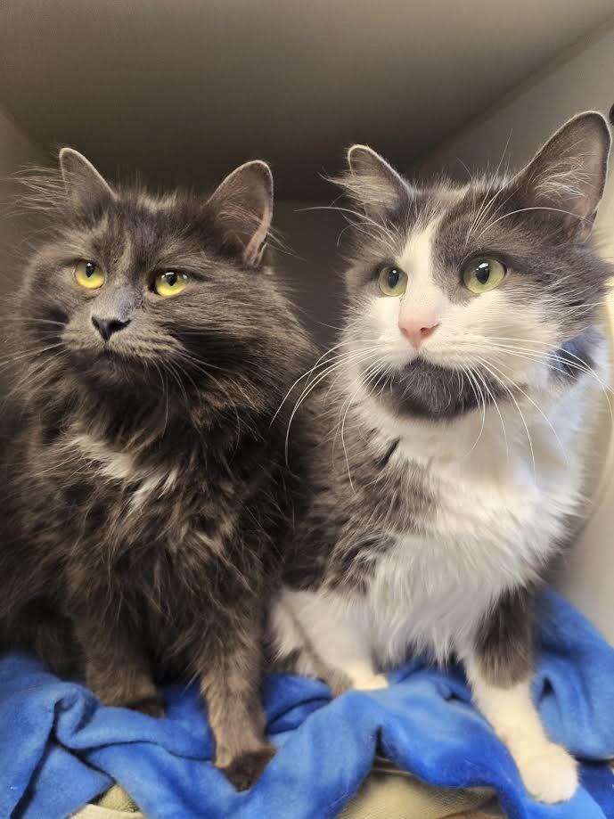 Enlarge Kitty and Olive, an adopted mixed breed in Bellingham, WA image 1/6