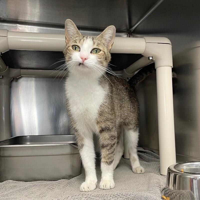 Marie, Adoptable, Adult Female Domestic Short Hair.