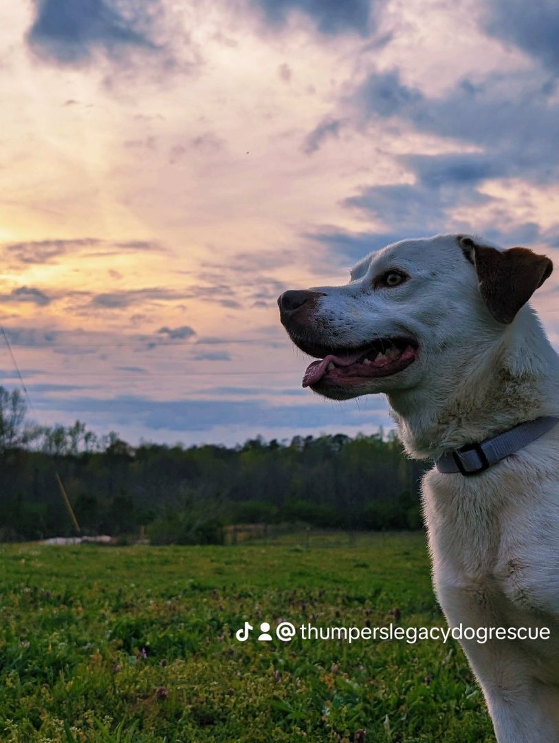 Shaggy (NO ADOPTION FEE Home, Foster or Rescue Needed ASAP), Adoptable, Adult Male Labrador Retriever & Mixed Breed.