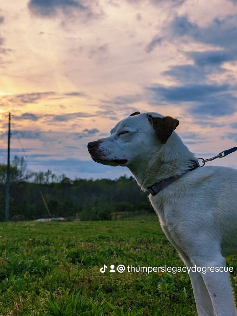 Enlarge Shaggy  (NO ADOPTION FEE Home, Foster or Rescue Needed ASAP), a Adoptable mixed breed in Guntersville, AL image 2/5