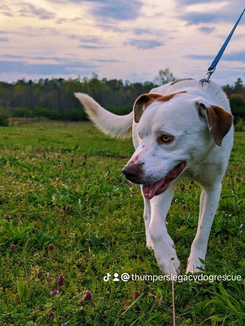 Enlarge Shaggy  (NO ADOPTION FEE Home, Foster or Rescue Needed ASAP), a Adoptable mixed breed in Guntersville, AL image 3/5