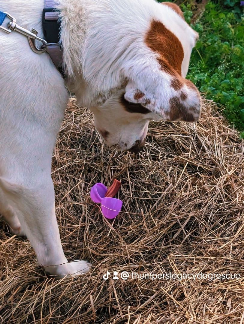Enlarge Shaggy  (NO ADOPTION FEE Home, Foster or Rescue Needed ASAP), a Adoptable mixed breed in Guntersville, AL image 4/5