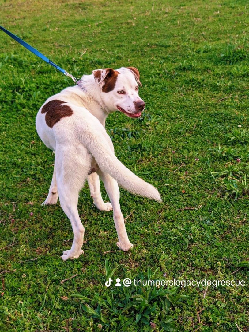 Enlarge Shaggy  (NO ADOPTION FEE Home, Foster or Rescue Needed ASAP), a Adoptable mixed breed in Guntersville, AL image 5/5