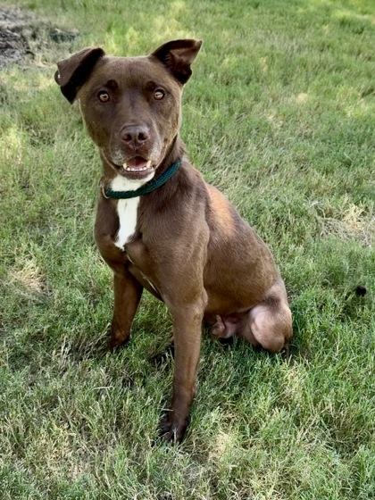 Boots, Adoptable, Adult Male Mixed Breed & Mixed Breed.