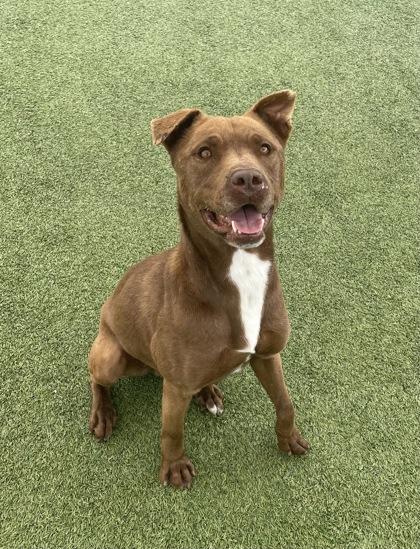 Boots, a Adoptable mixed breed in Fort Worth, TX image 2/3
