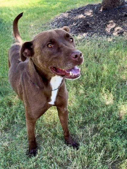Boots, a Adoptable mixed breed in Fort Worth, TX image 3/3