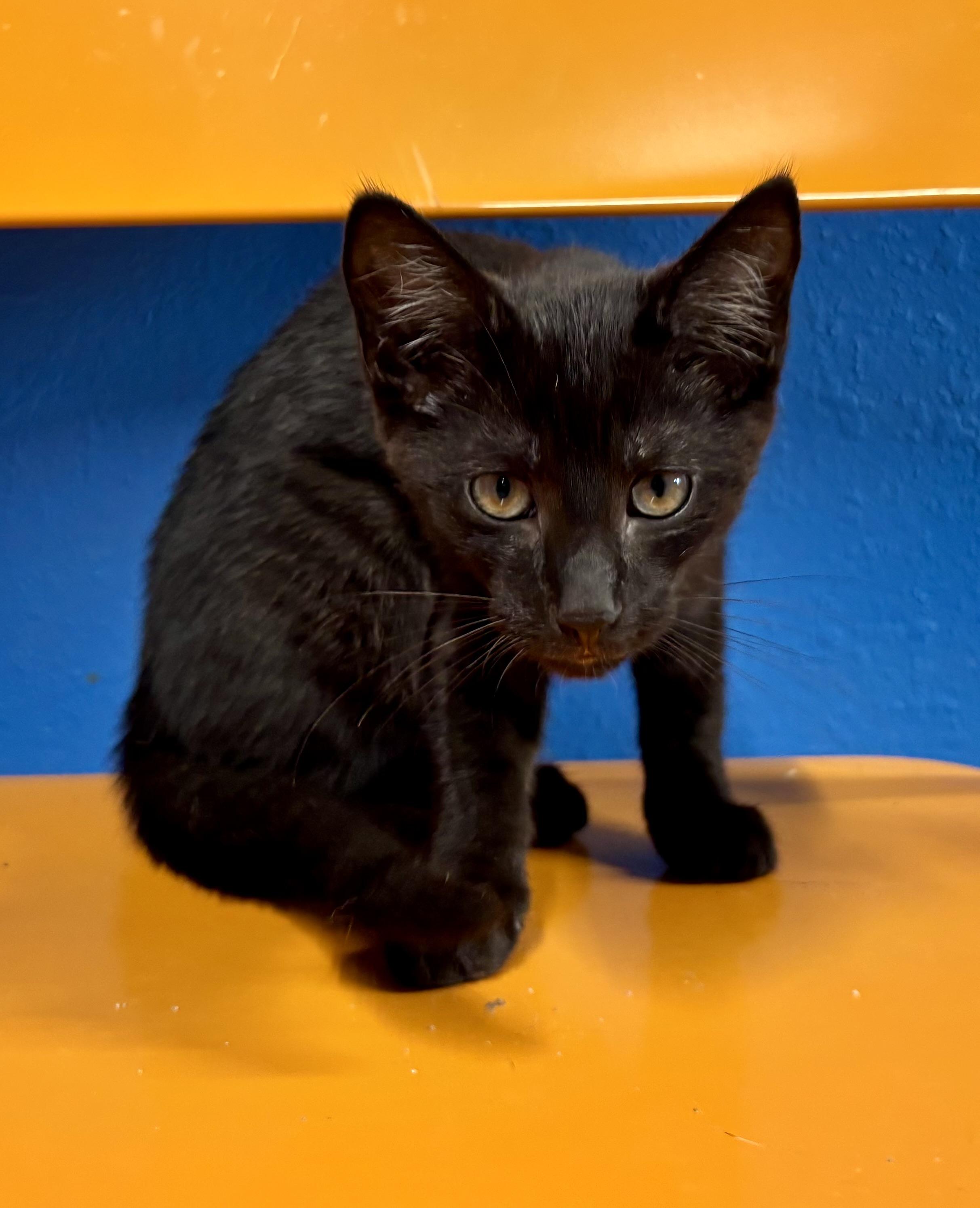 Stripey, a Adoptable Domestic Short Hair in Melbourne, AR image 2/6