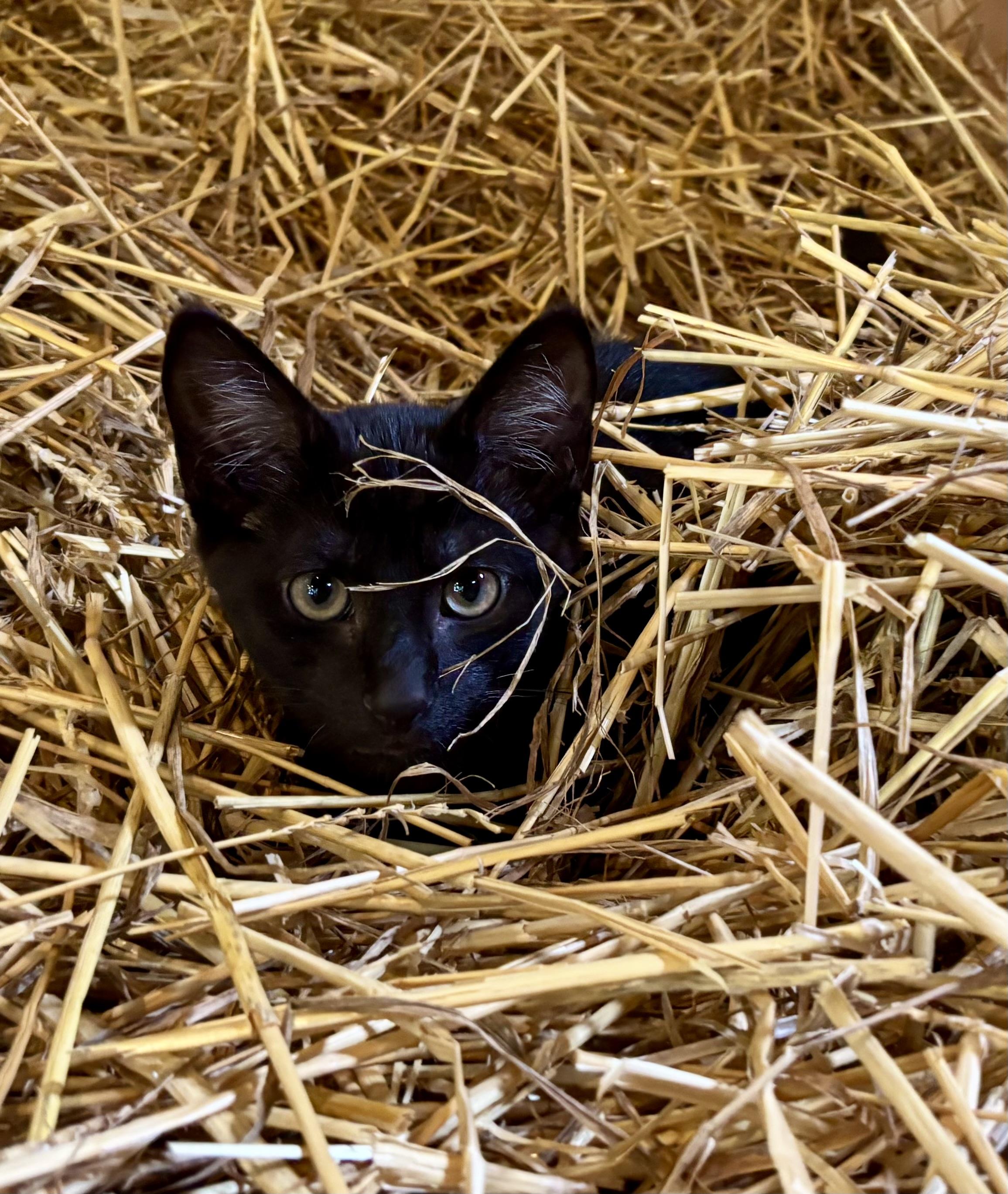 Stripey, a Adoptable Domestic Short Hair in Melbourne, AR image 3/6