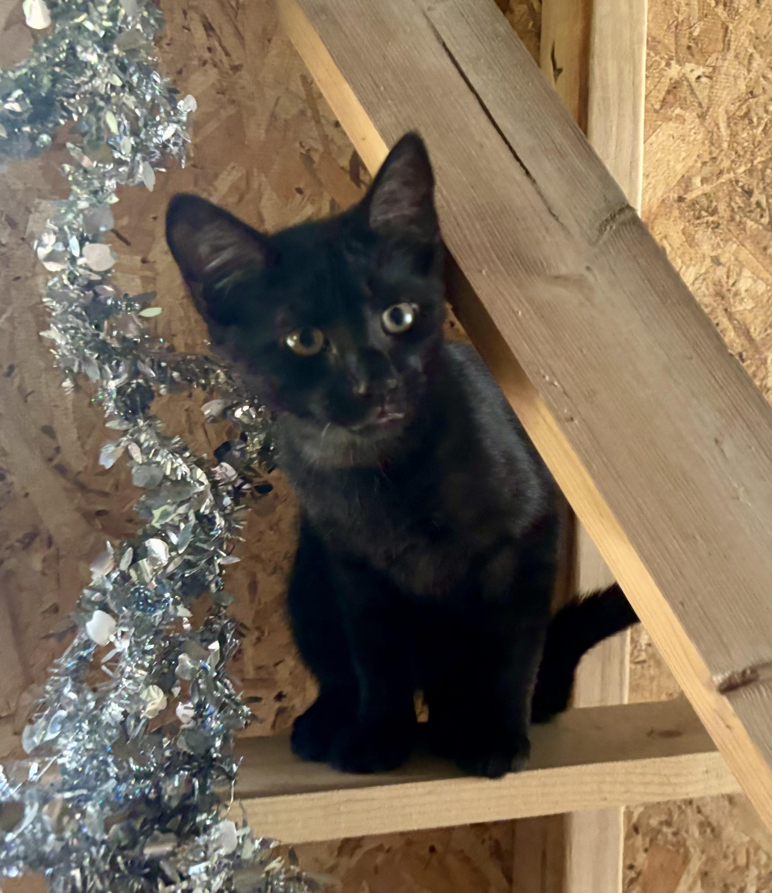 Stripey, a Adoptable Domestic Short Hair in Melbourne, AR image 4/6