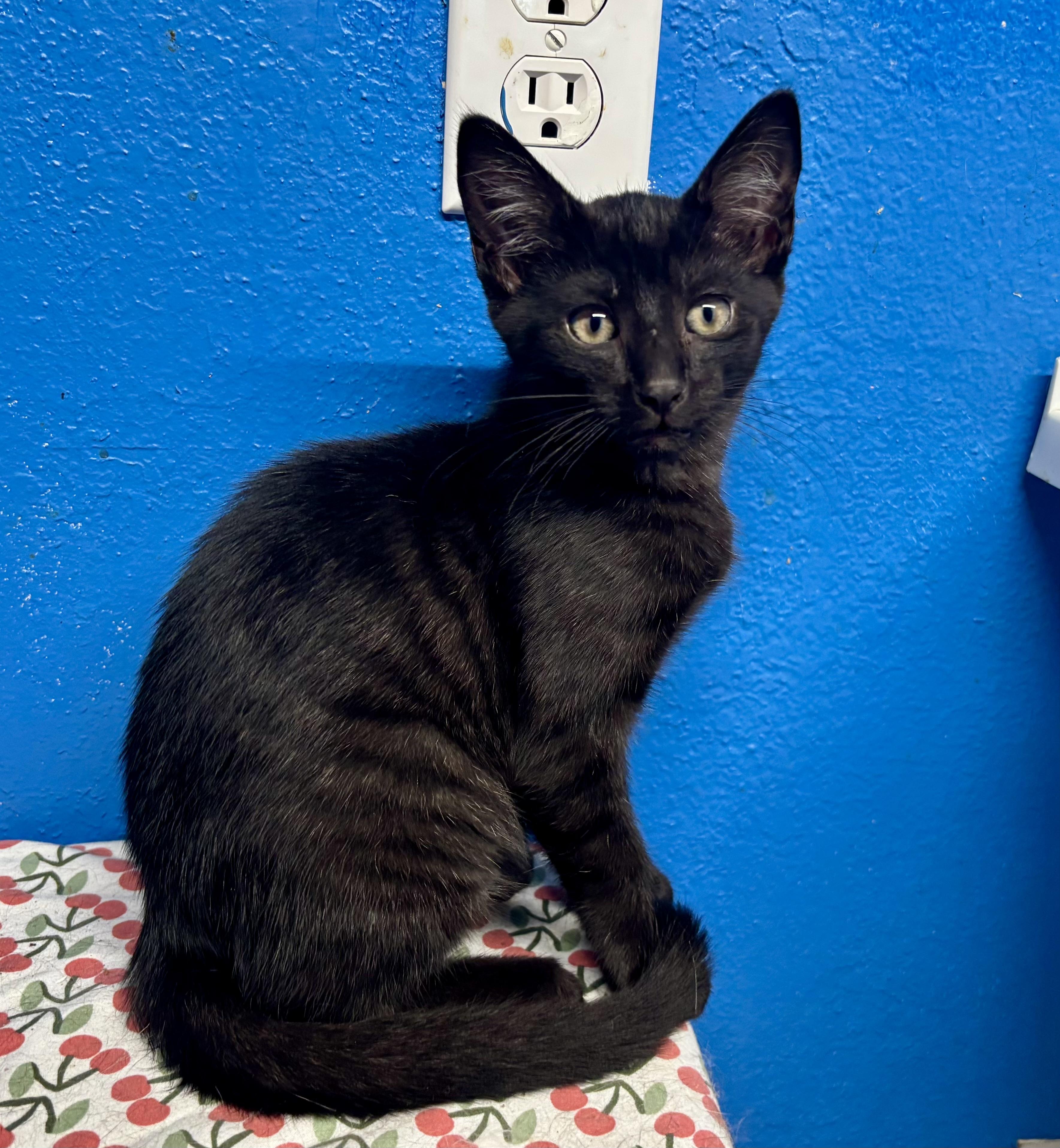 Stripey, Adoptable, Young Female Domestic Short Hair.