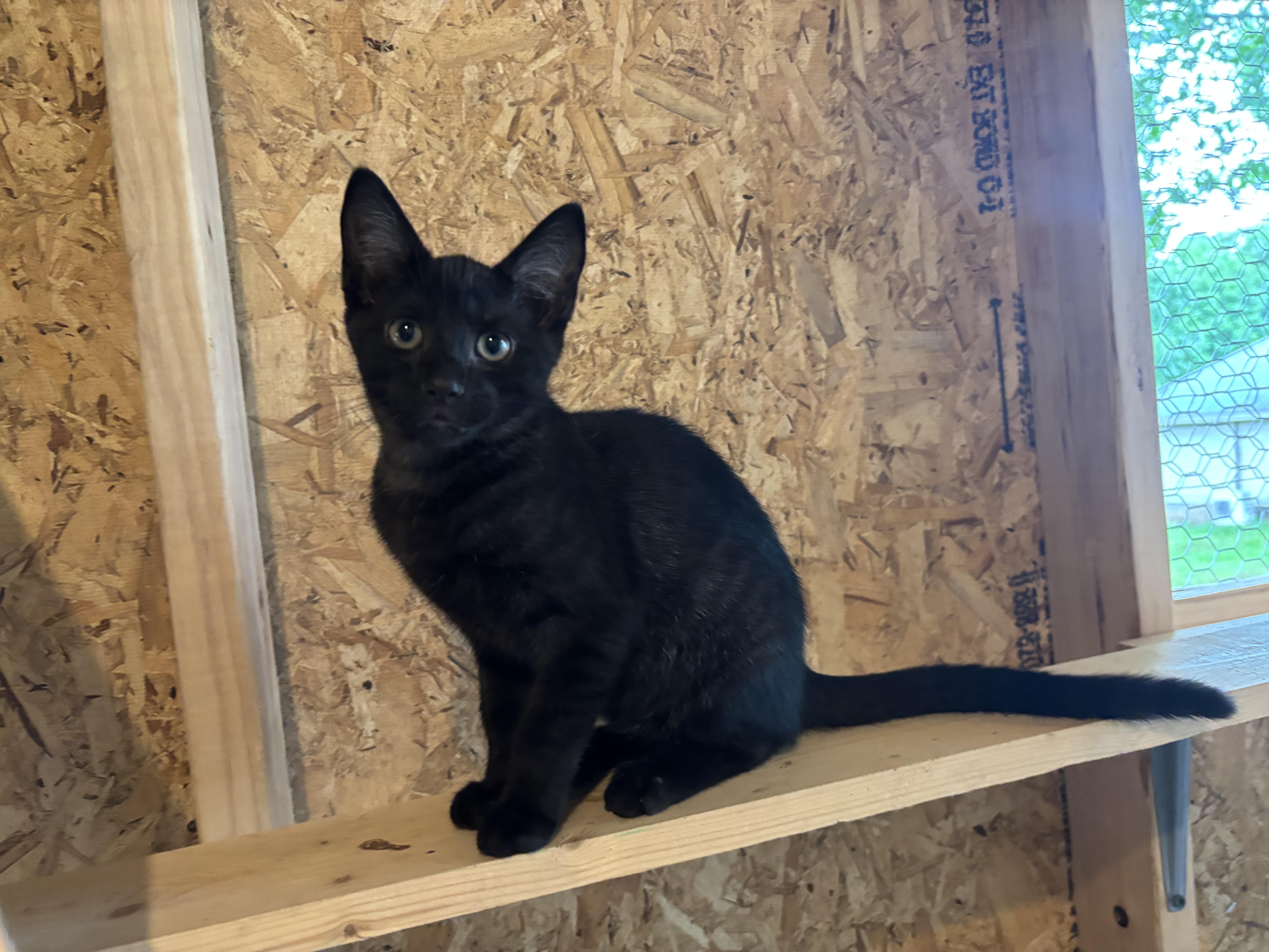 Stripey, a Adoptable Domestic Short Hair in Melbourne, AR image 5/6