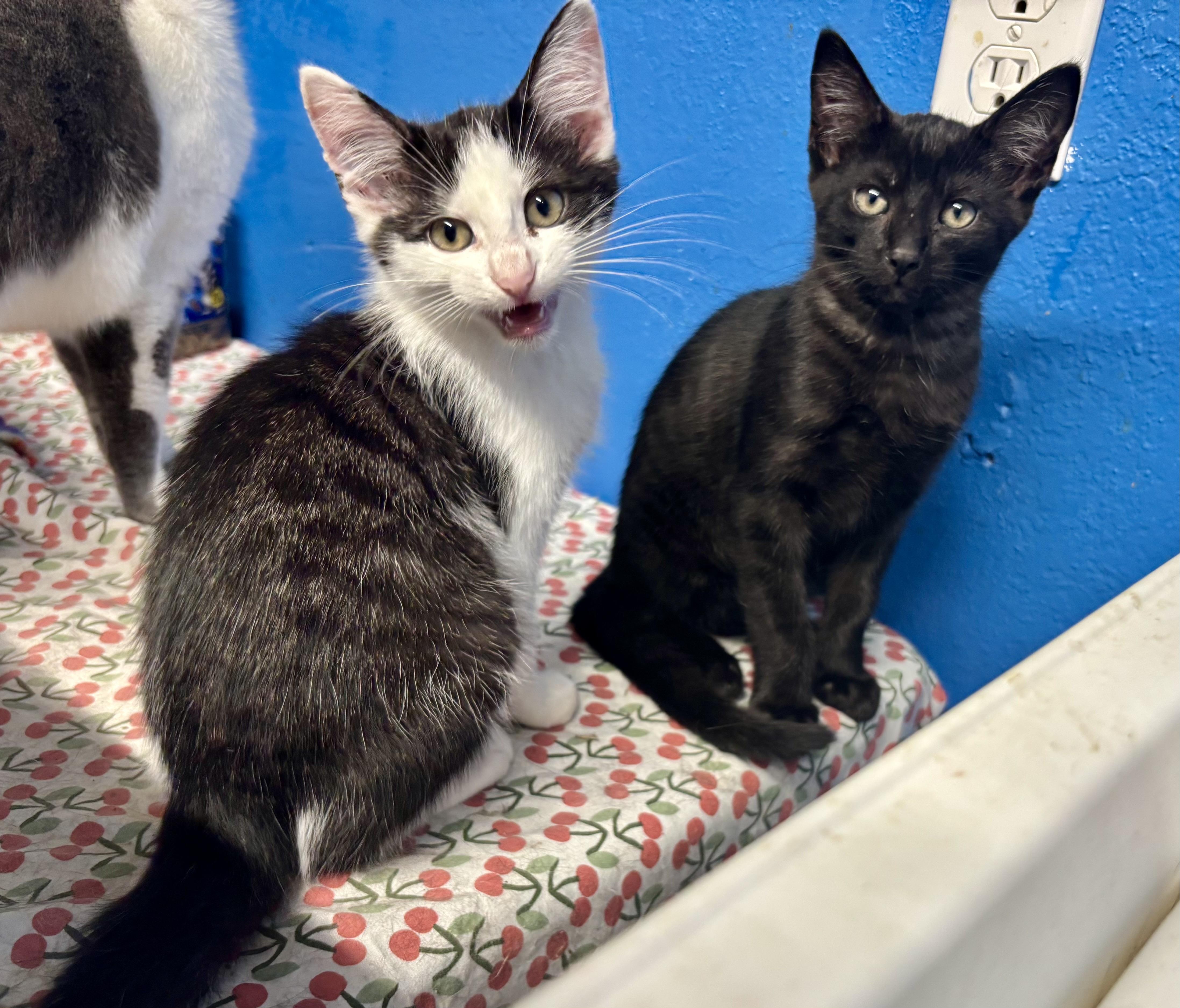 Stripey, a Adoptable Domestic Short Hair in Melbourne, AR image 6/6