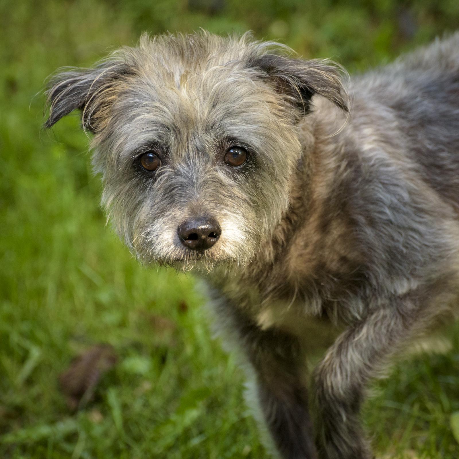 Enlarge Benji, a Adoptable mixed breed in Lambertville, NJ image 3/3