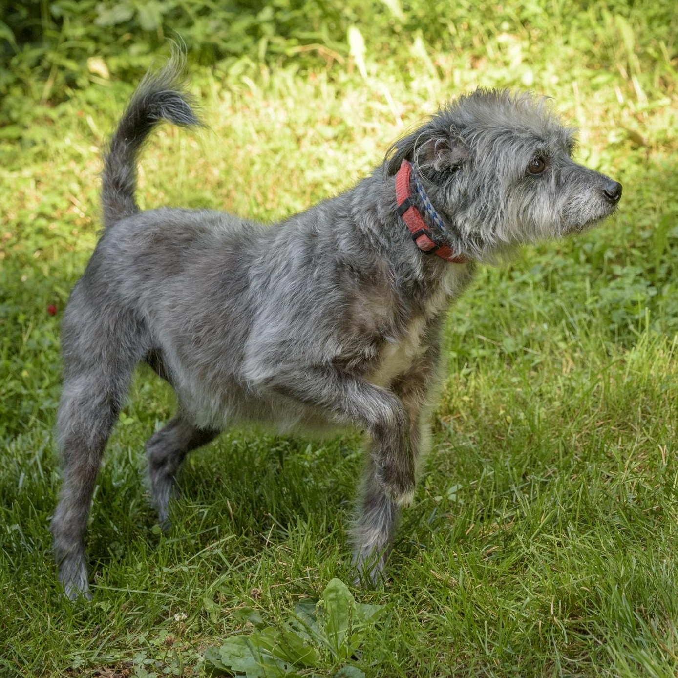 Enlarge Benji, a Adoptable mixed breed in Lambertville, NJ image 2/3