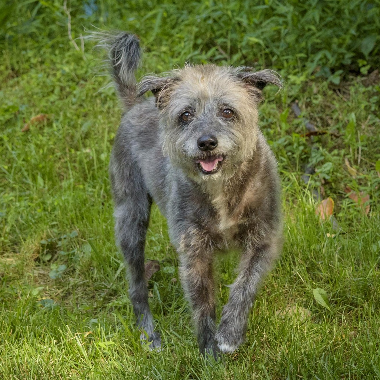 Benji, Adoptable, Young Male Wheaten Terrier.