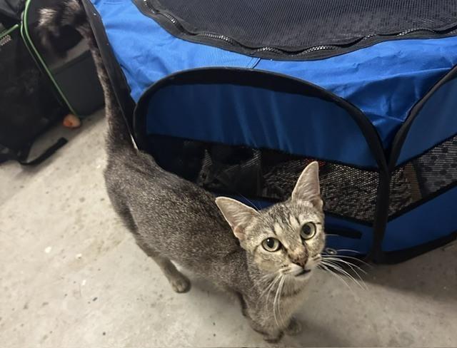 Fabel, Adoptable, Adult Female Domestic Short Hair.