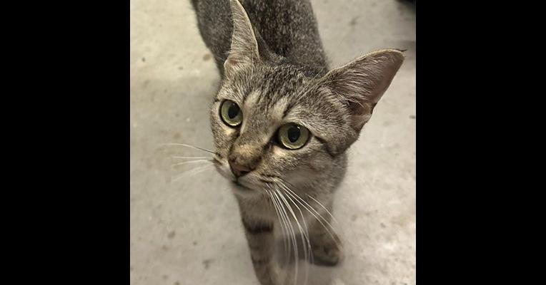 Enlarge Fabel, a Adoptable mixed breed in Emerald Isle, NC image 2/2