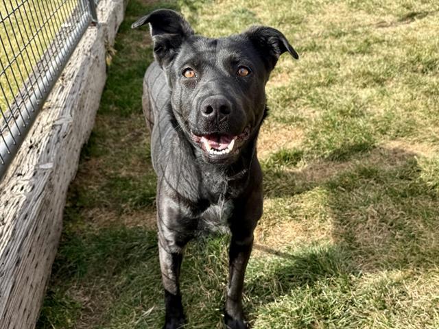 SOPHIE, Adoptable, Adult Female Labrador Retriever & Mixed Breed.