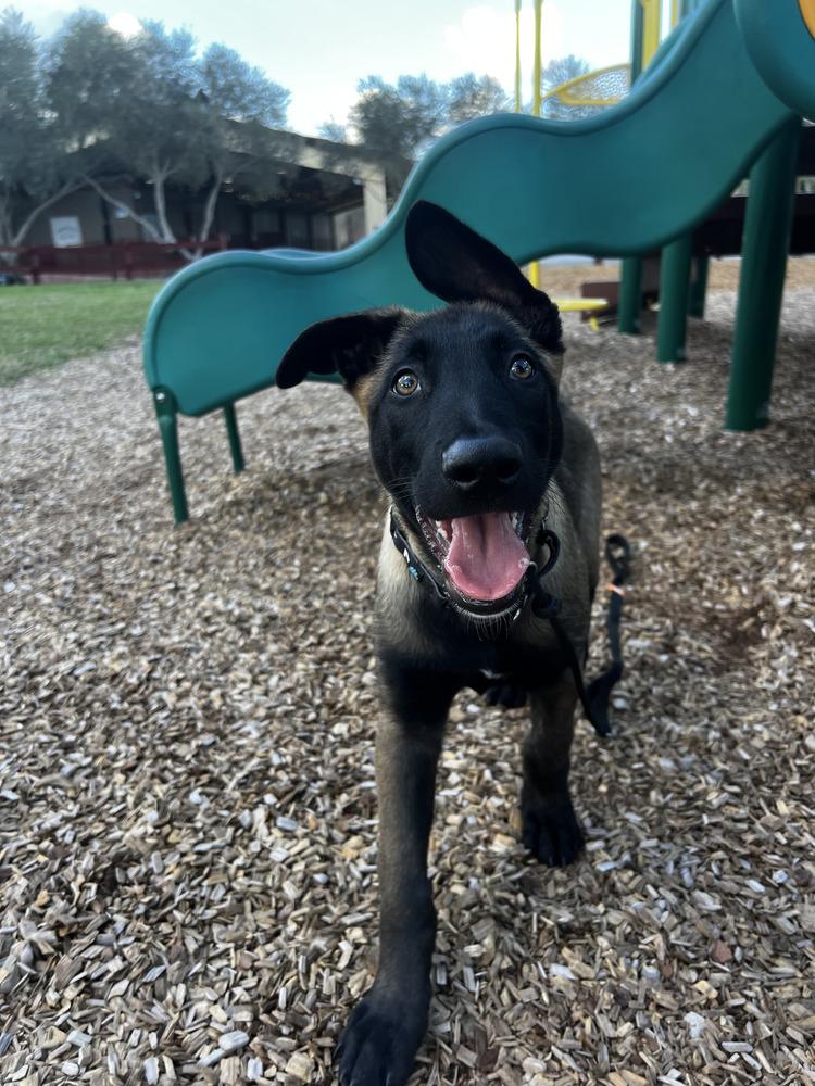 Thorn - Located in FL — thumbnail 2