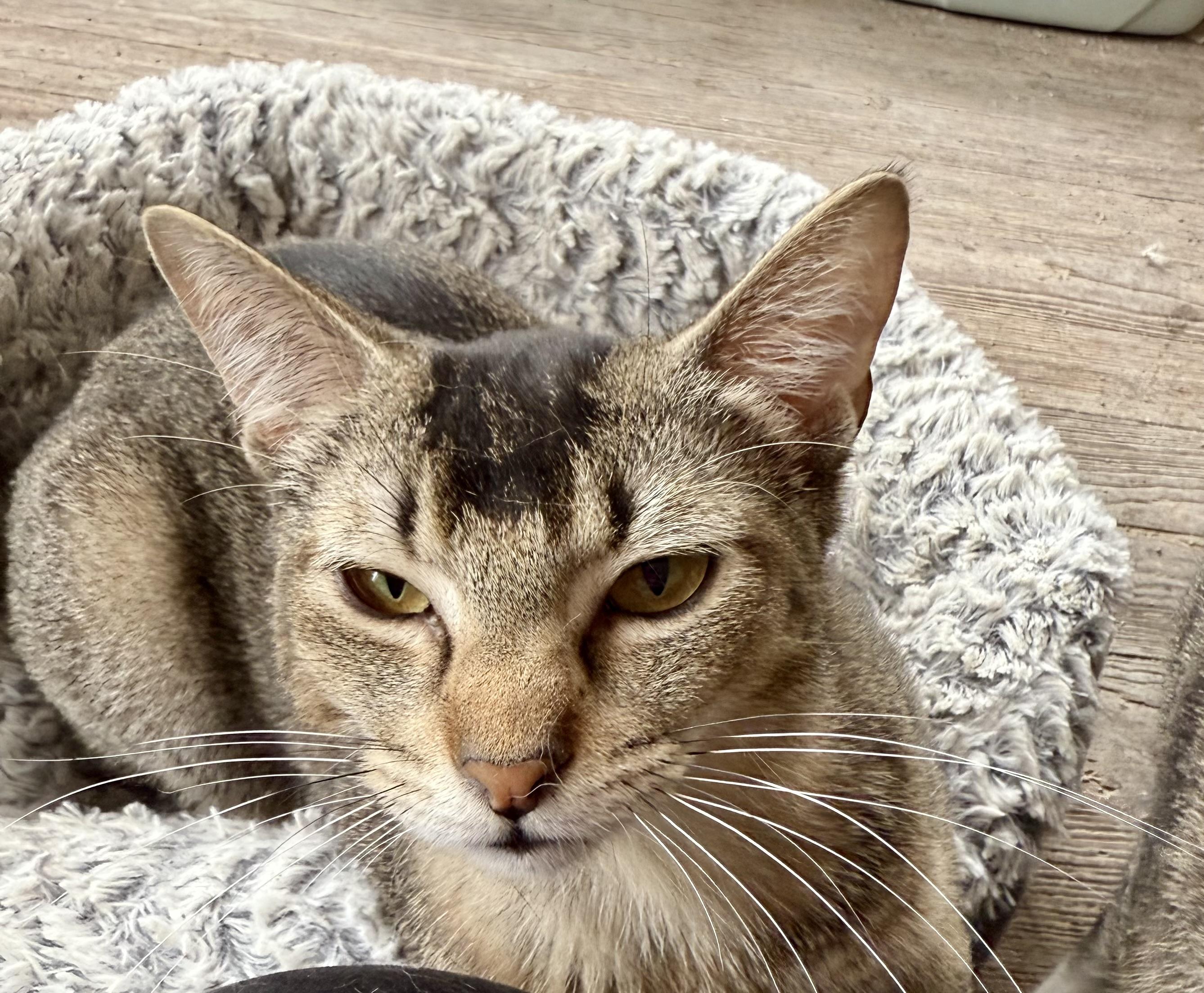 Toupee, ADOPTABLE, Young Male Abyssinian.