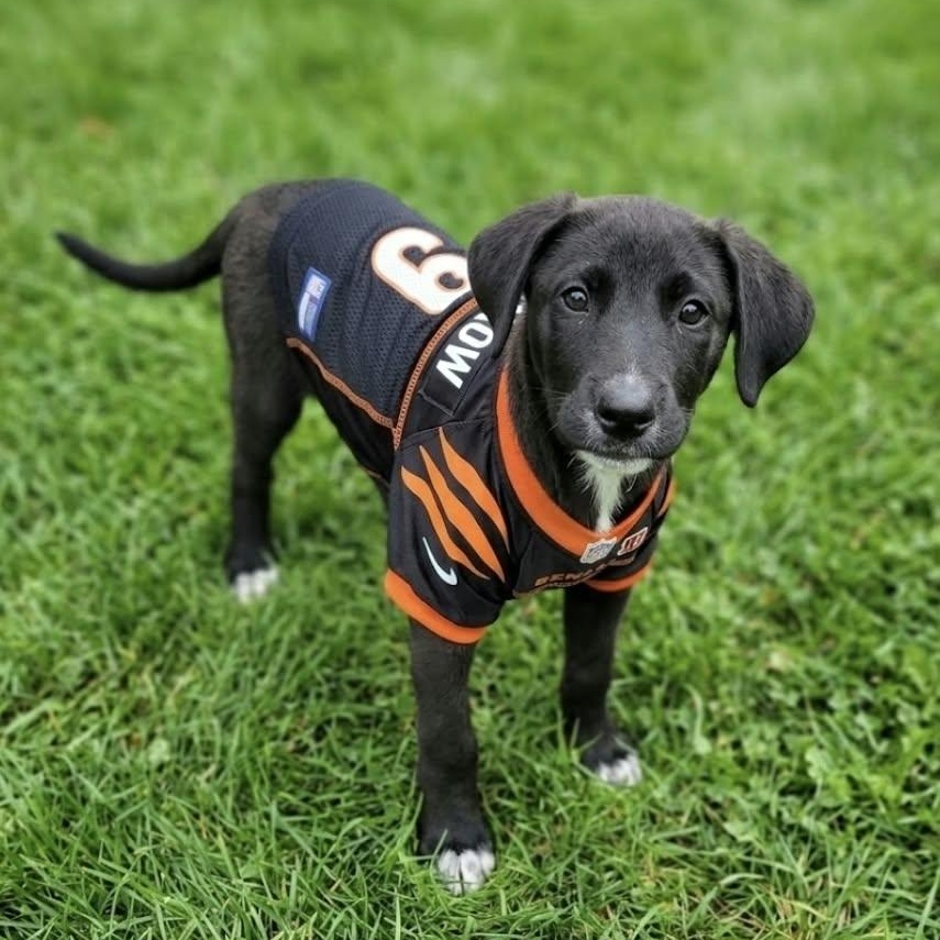 Burrow, Adoptable, Puppy Male Shepherd & Labrador Retriever.