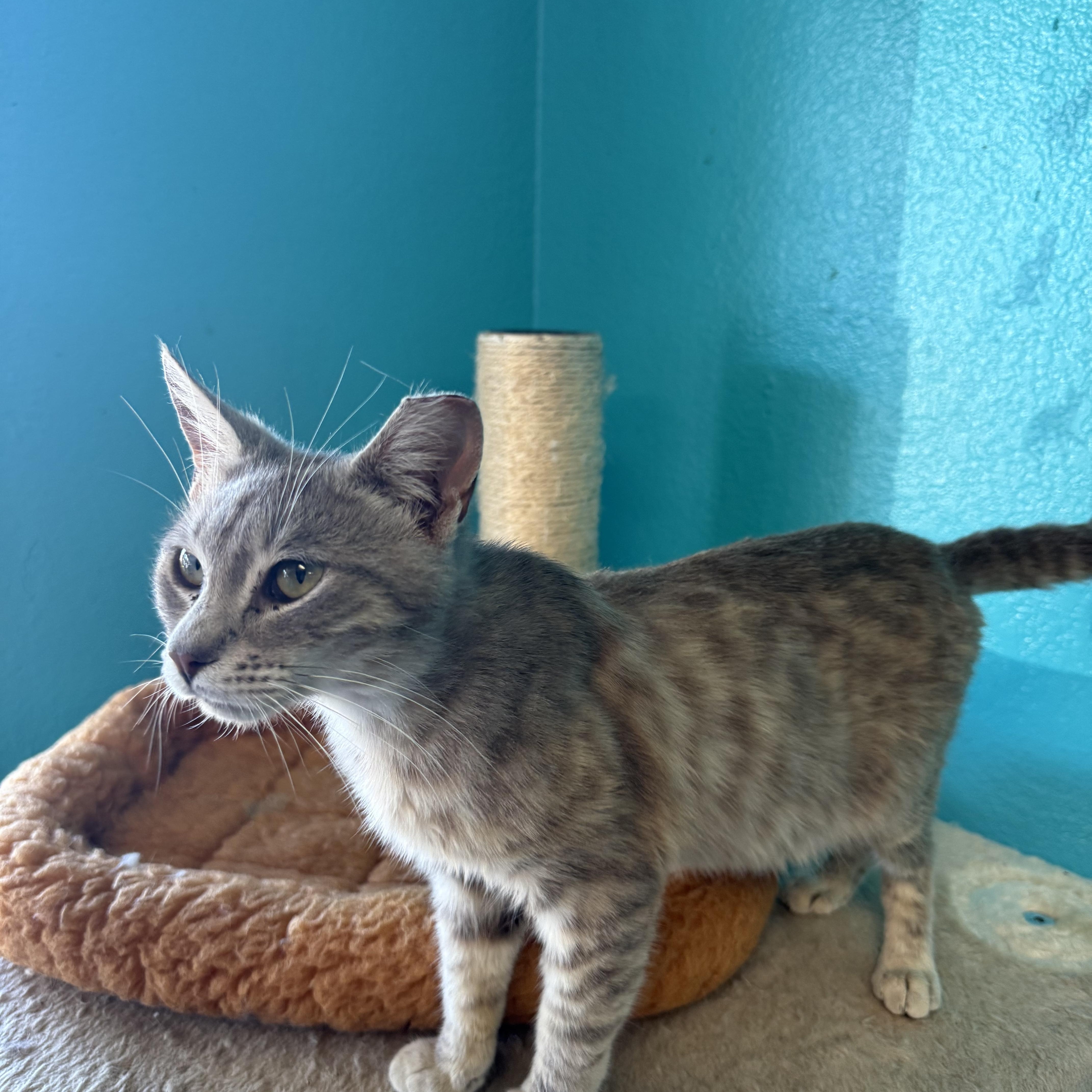 Enlarge Phoenix, an adopted Domestic Short Hair in Chico, CA image 2/3