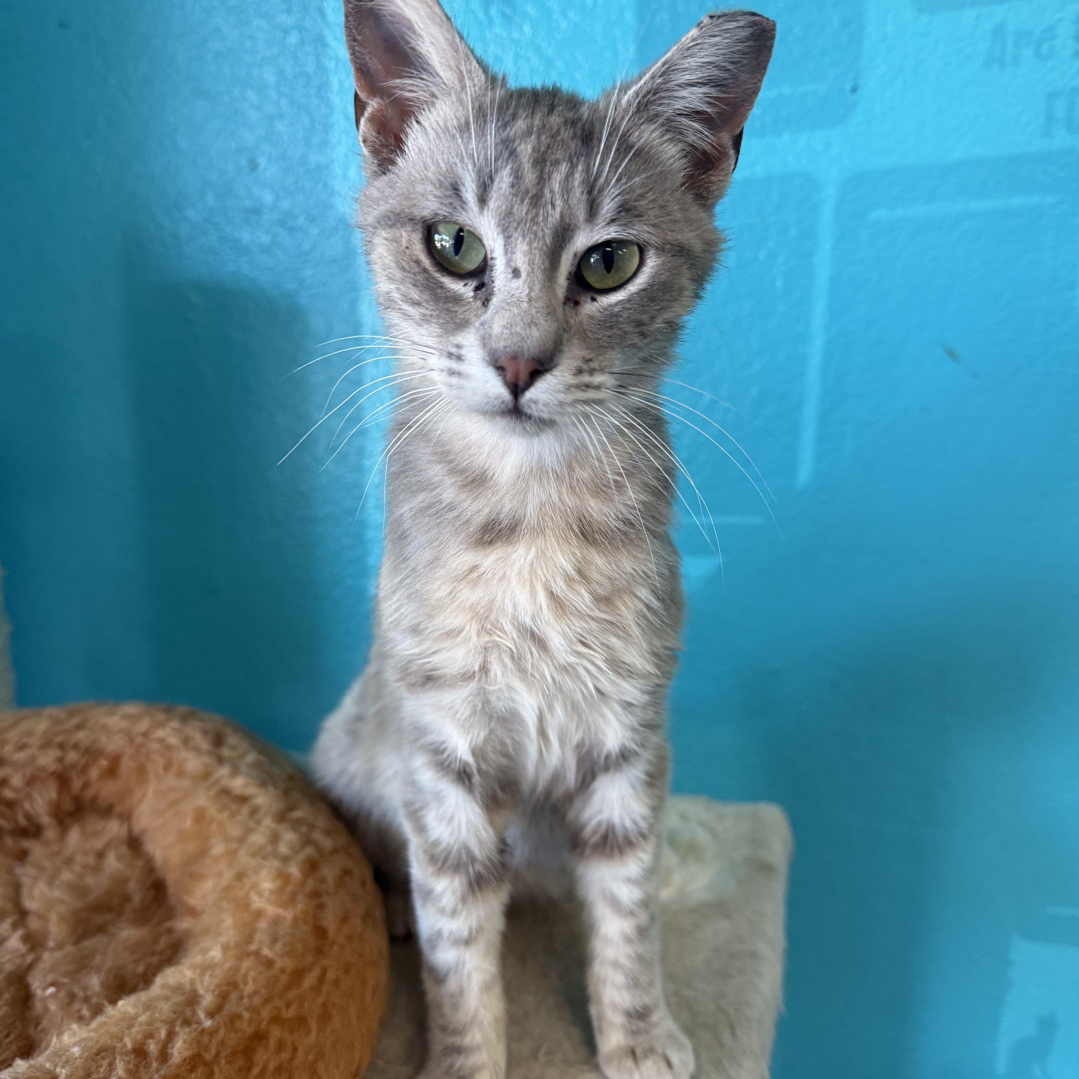 Enlarge Phoenix, an adopted Domestic Short Hair in Chico, CA image 1/3