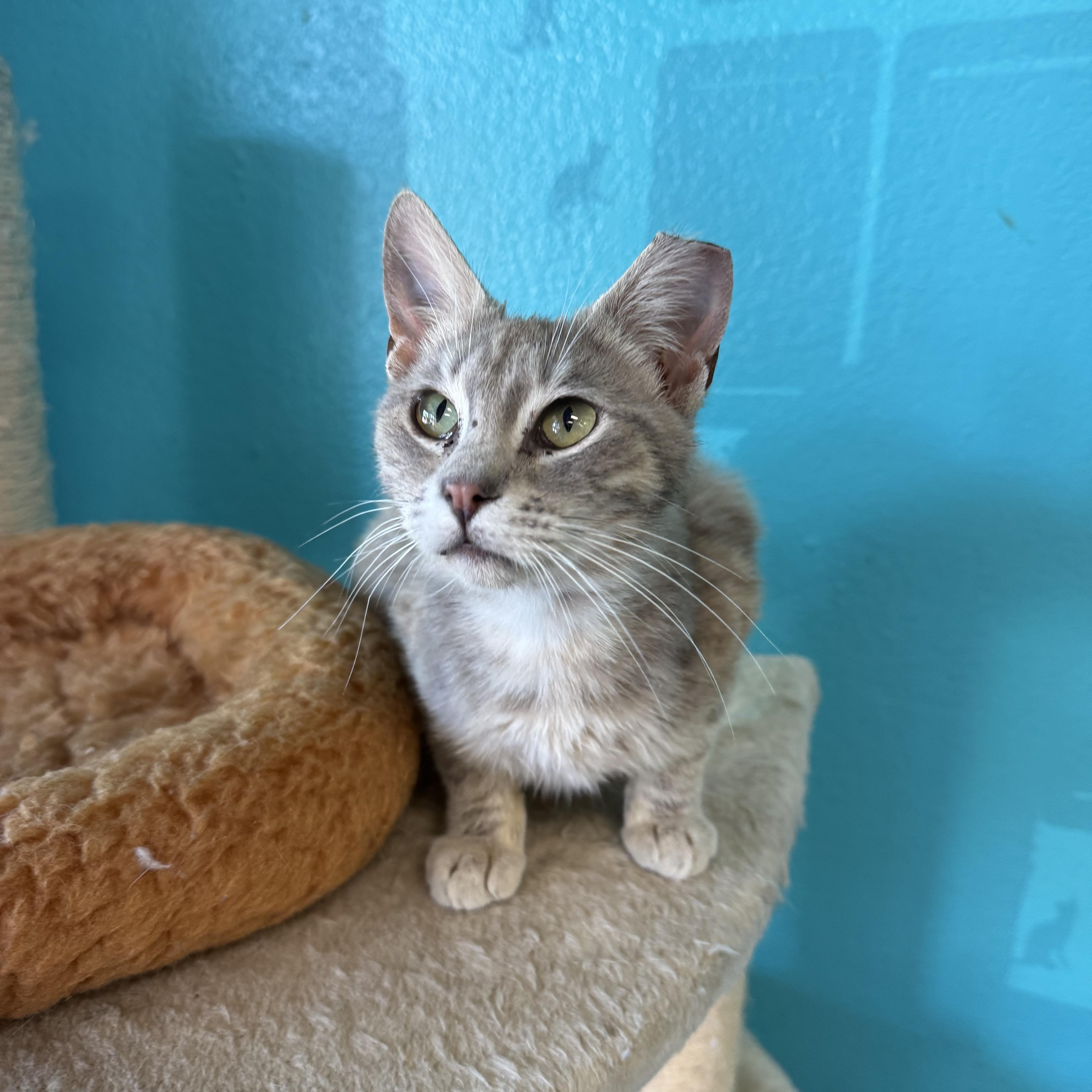 Enlarge Phoenix, an adopted Domestic Short Hair in Chico, CA image 3/3