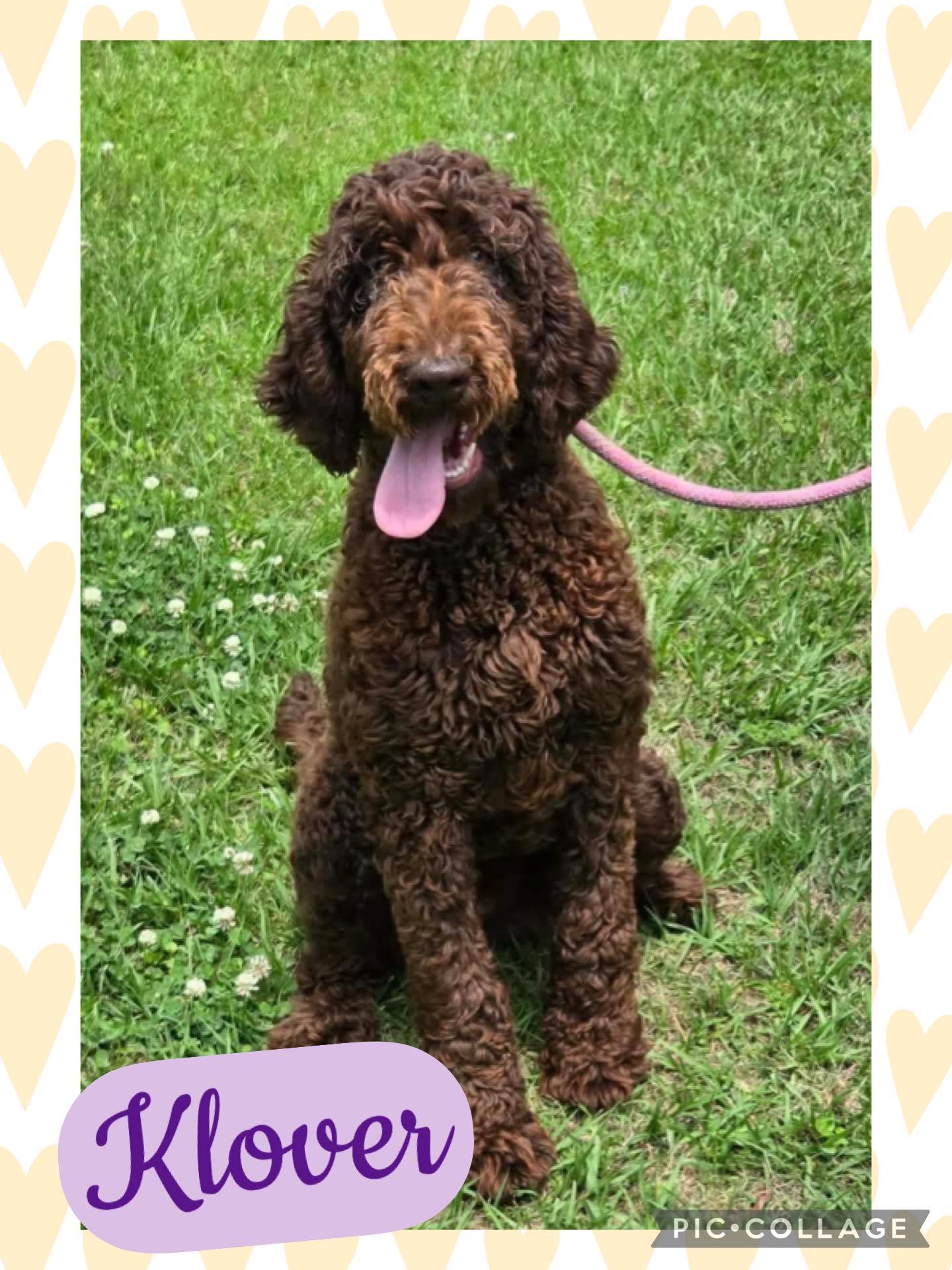 Klover, adopted, Young Female Aussiedoodle.