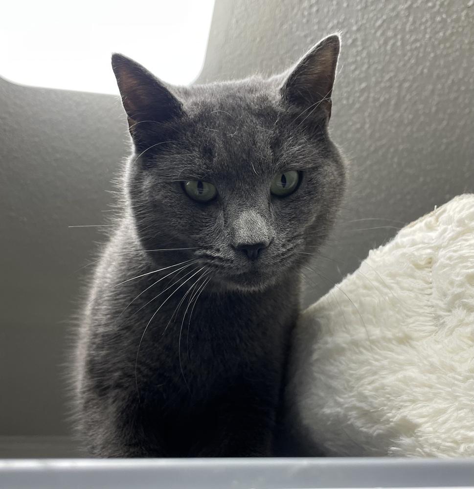 Molasses, Adoptable, Adult Male Domestic Short Hair.