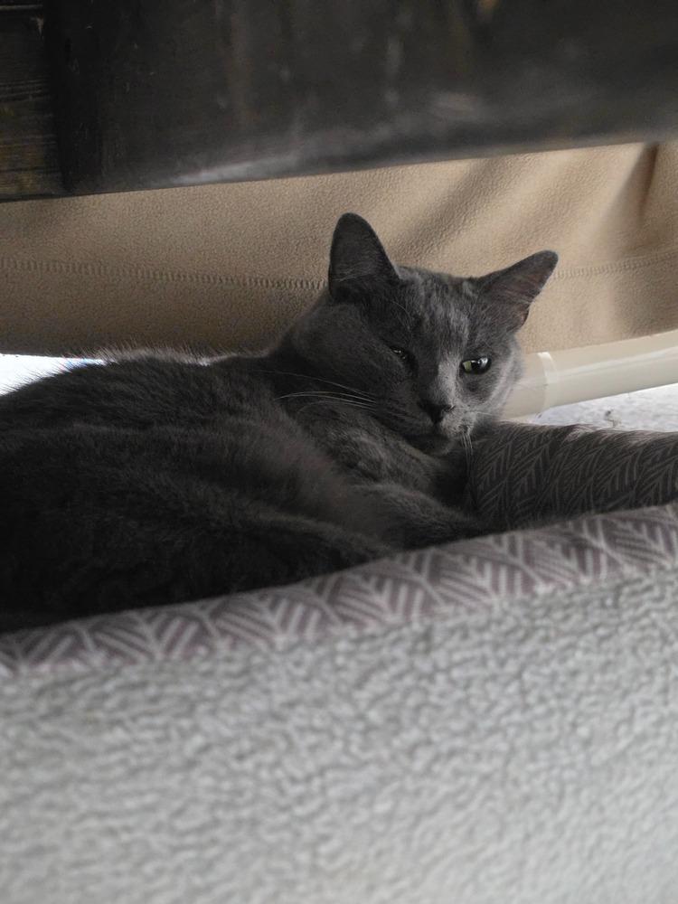 Enlarge Molasses, a Adoptable Domestic Short Hair in Fort Walton Beach, FL image 1/1