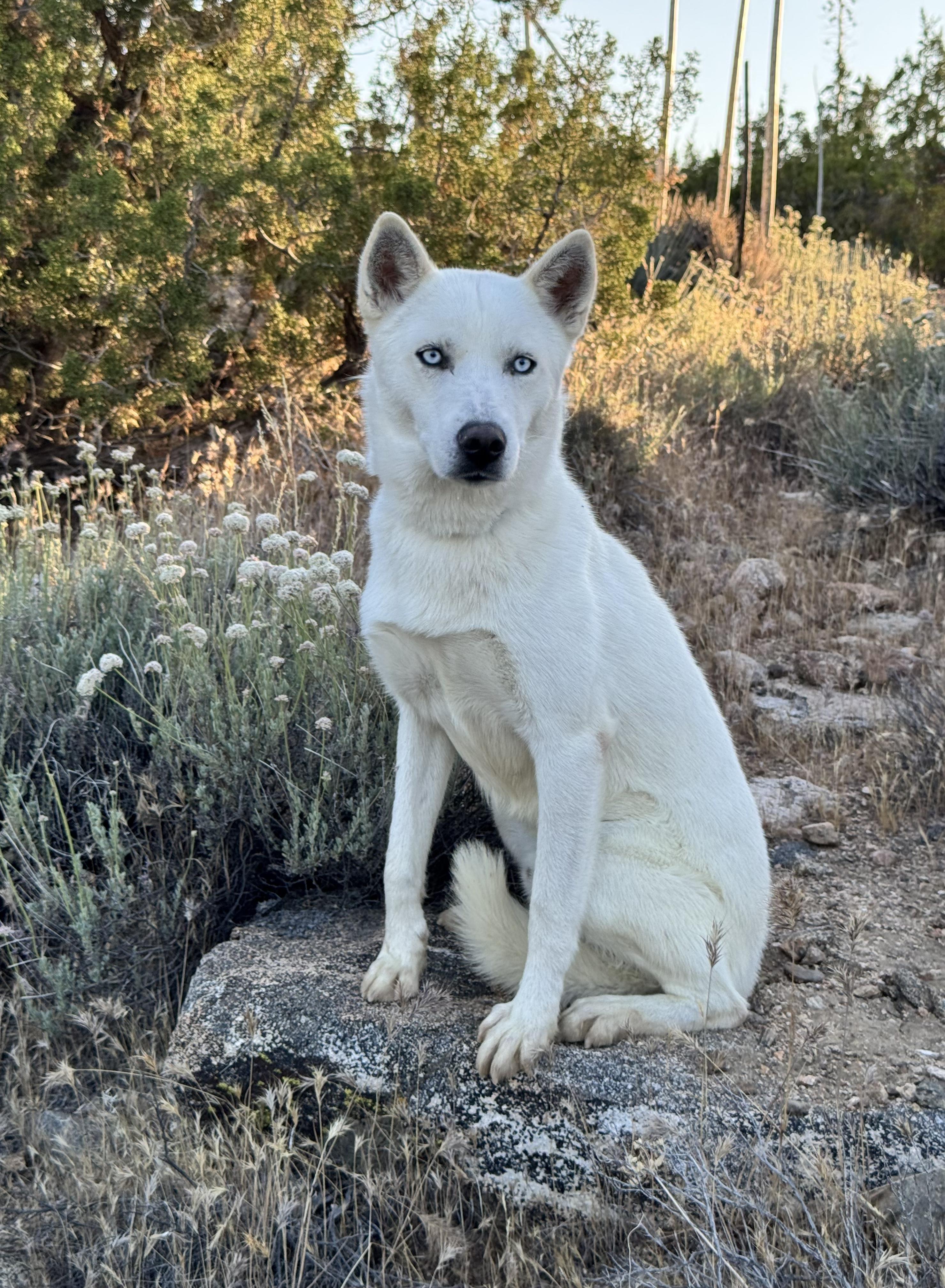 Mr Frosty, ADOPTABLE, Adult Male Husky.