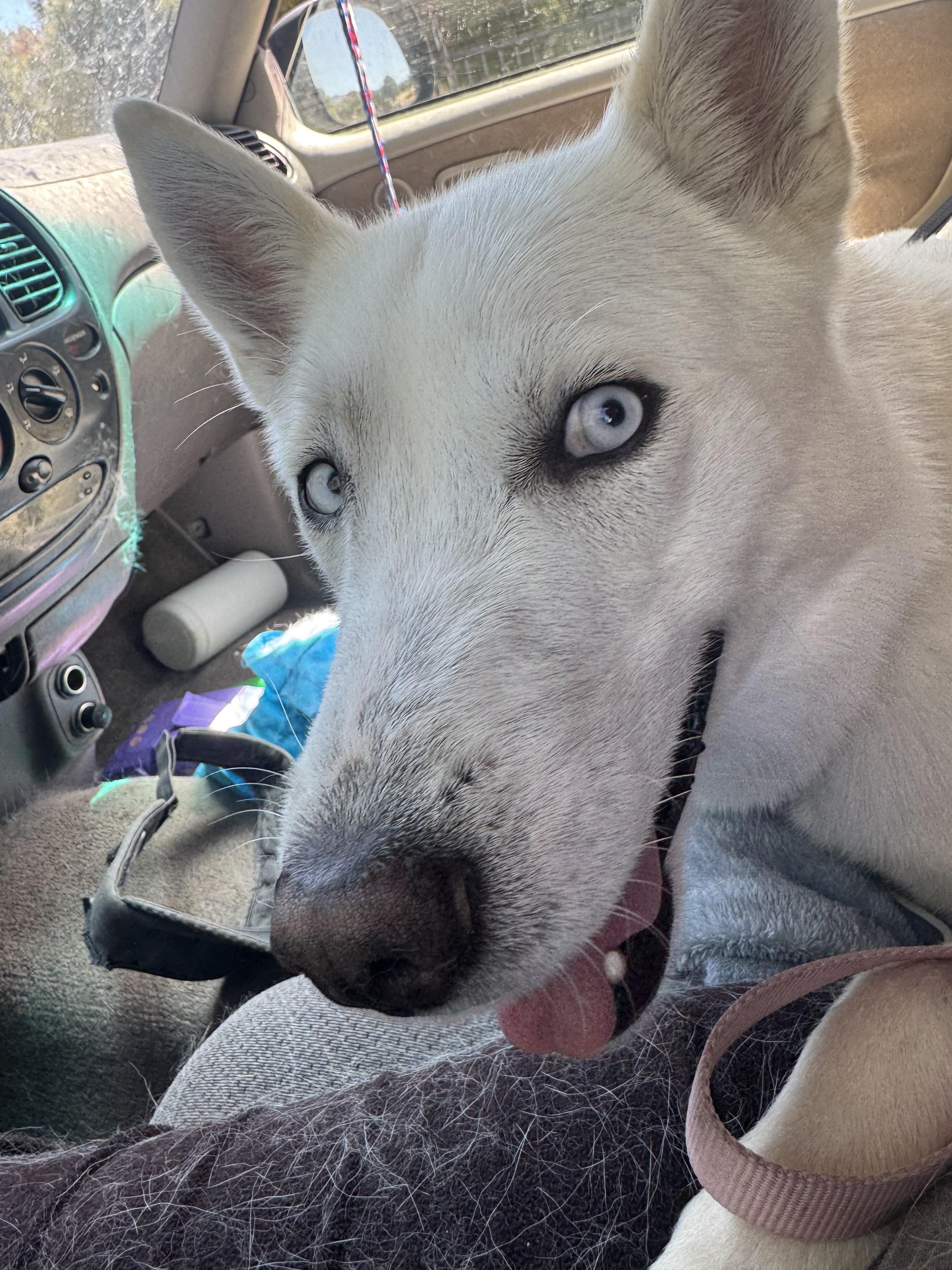 Mr Frosty, a ADOPTABLE Husky in Acton, CA image 4/4