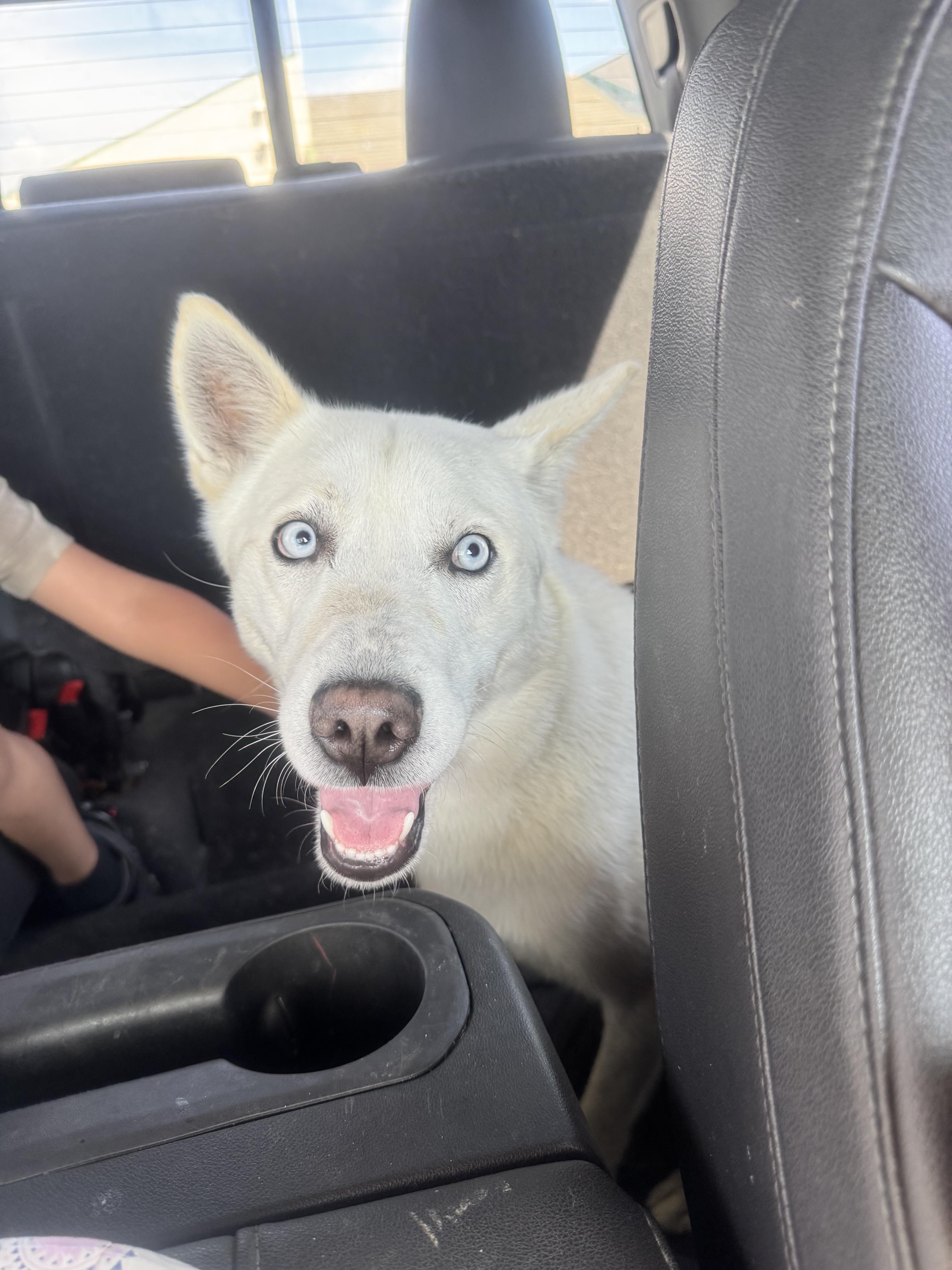 Mr Frosty, a ADOPTABLE Husky in Acton, CA image 3/4