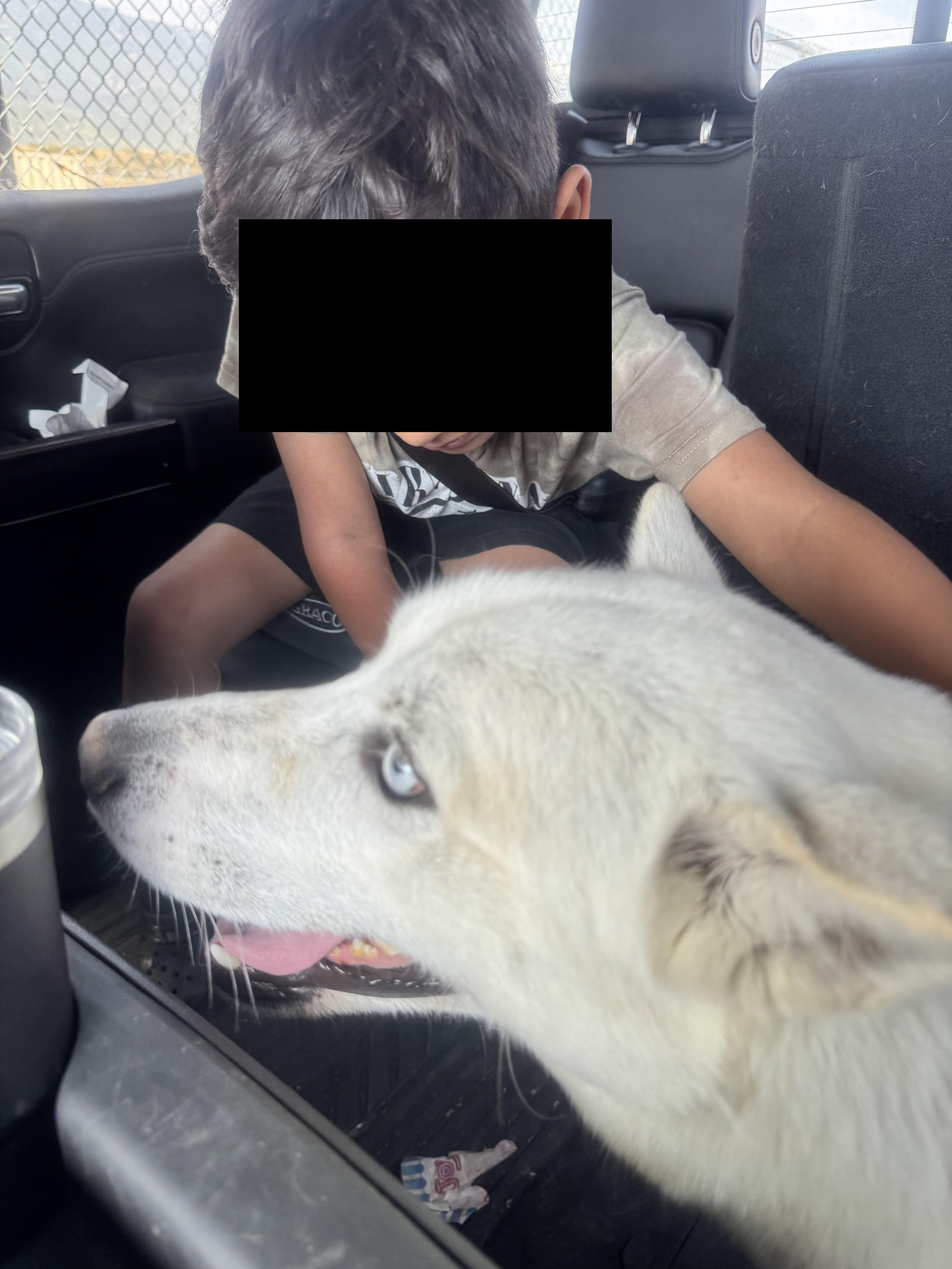 Mr Frosty, a ADOPTABLE Husky in Acton, CA image 2/4