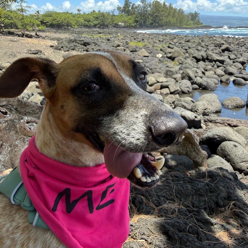 Enlarge Nessie, a Adoptable Mixed Breed in Kailua Kona, HI image 1/6