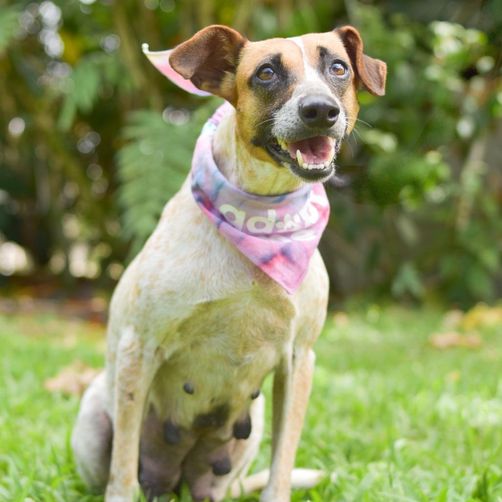 Enlarge Nessie, a Adoptable Mixed Breed in Kailua Kona, HI image 2/6