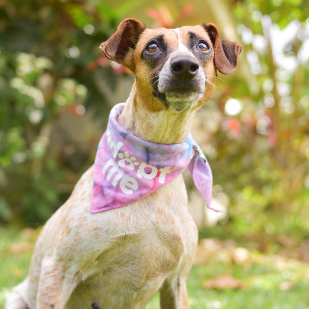 Enlarge Nessie, a Adoptable Mixed Breed in Kailua Kona, HI image 3/6