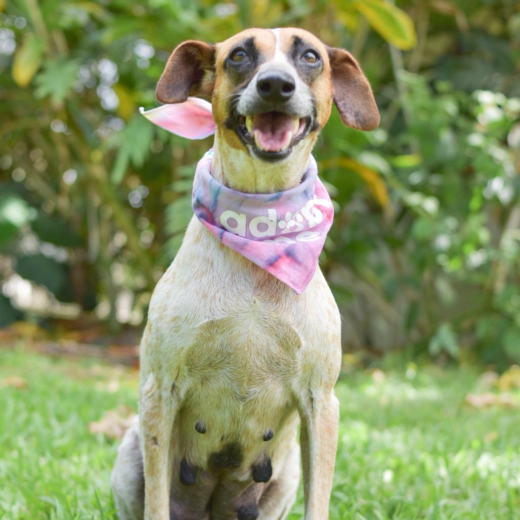 Enlarge Nessie, a Adoptable Mixed Breed in Kailua Kona, HI image 4/6