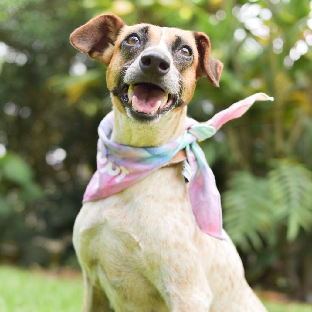 Enlarge Nessie, a Adoptable Mixed Breed in Kailua Kona, HI image 5/6