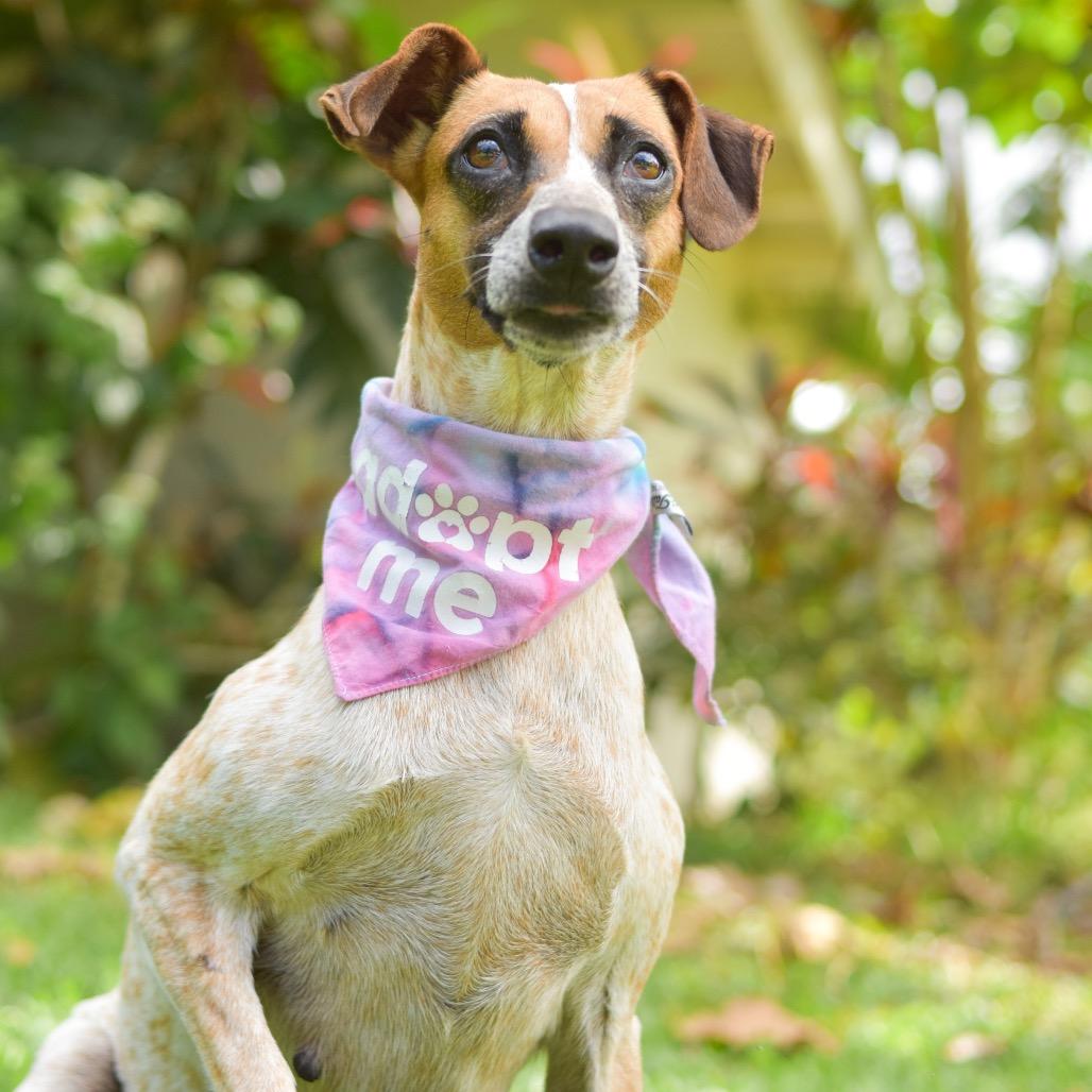 Enlarge Nessie, a Adoptable Mixed Breed in Kailua Kona, HI image 6/6